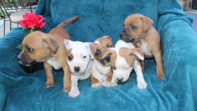 Staffordshire Bull Terrier - Des Terres De Légendes