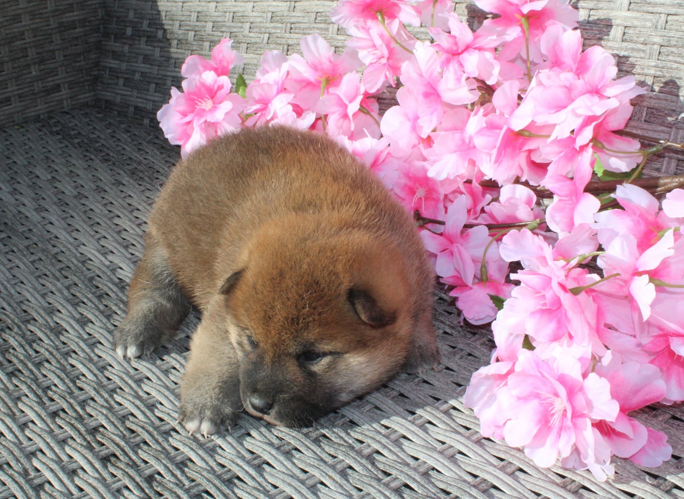 Chiot Shiba