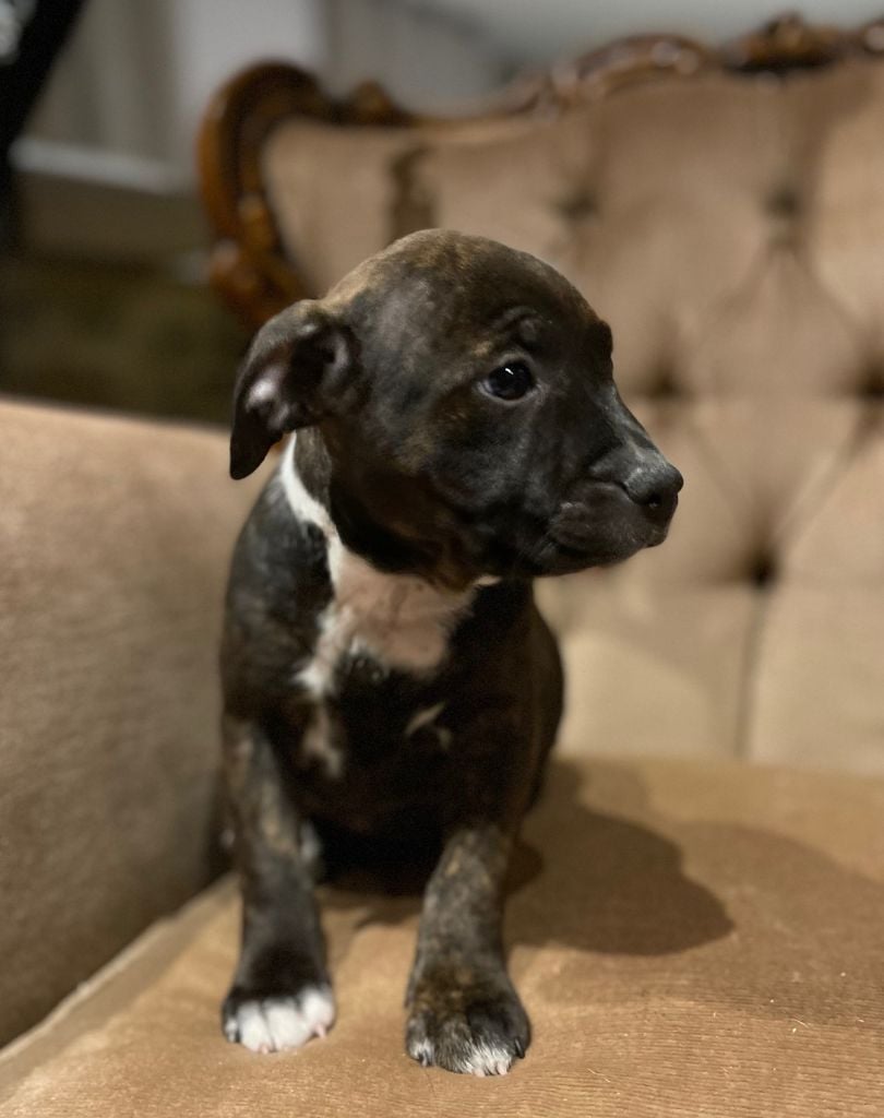 Staffordshire Bull Terrier - Des Terres De Légendes