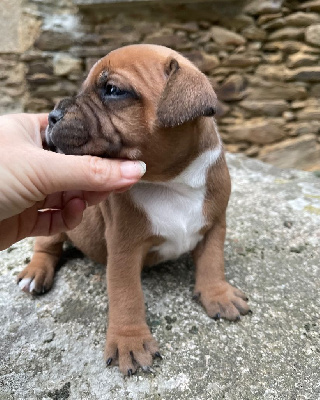 Les chiots de Staffordshire Bull Terrier