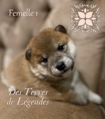 Les chiots de Shiba