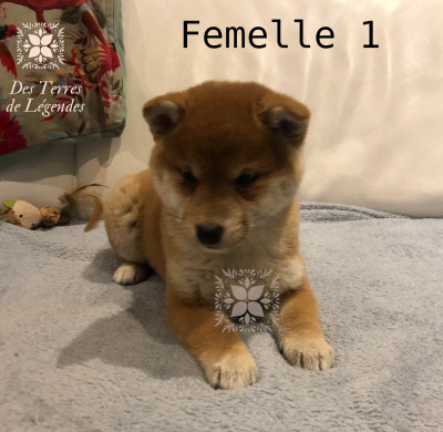 Les chiots de Shiba