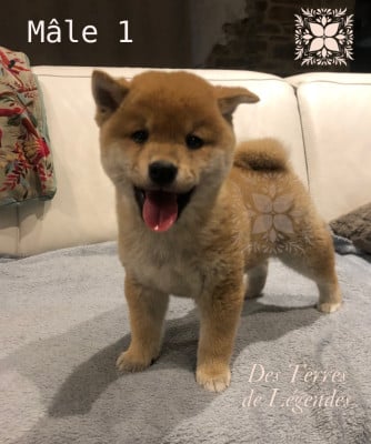 Les chiots de Shiba