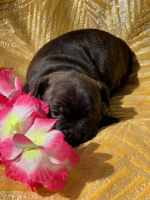 Les chiots de Staffordshire Bull Terrier