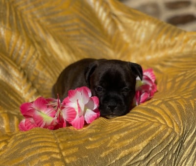 Les chiots de Staffordshire Bull Terrier