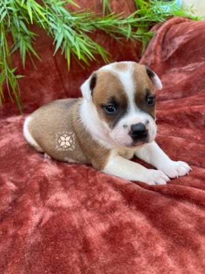 Les chiots de Staffordshire Bull Terrier