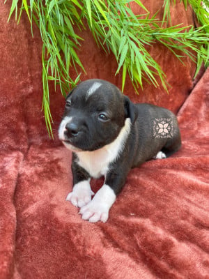 Les chiots de Staffordshire Bull Terrier