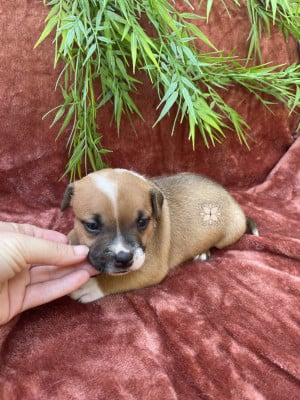 Les chiots de Staffordshire Bull Terrier
