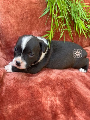 Les chiots de Staffordshire Bull Terrier