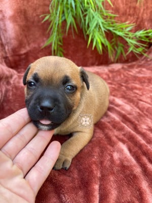 Les chiots de Staffordshire Bull Terrier