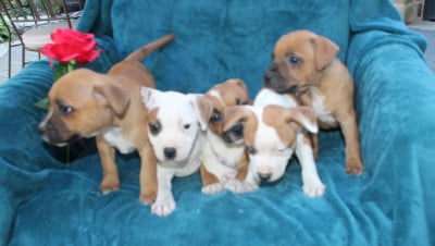 Chiot N°7 - Staffordshire Bull Terrier
