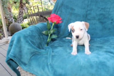 Les chiots de Staffordshire Bull Terrier