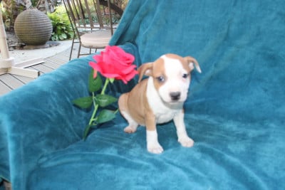 Les chiots de Staffordshire Bull Terrier
