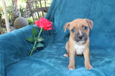 Les chiots de Staffordshire Bull Terrier