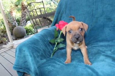 Les chiots de Staffordshire Bull Terrier