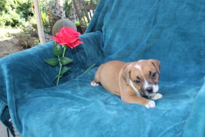 Les chiots de Staffordshire Bull Terrier