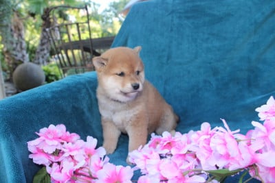 Les chiots de Shiba