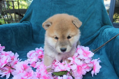 Les chiots de Shiba