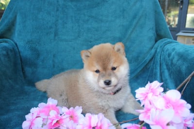 Les chiots de Shiba