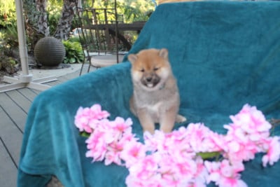 Les chiots de Shiba