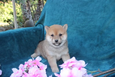 Les chiots de Shiba