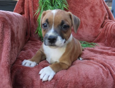 Les chiots de Staffordshire Bull Terrier