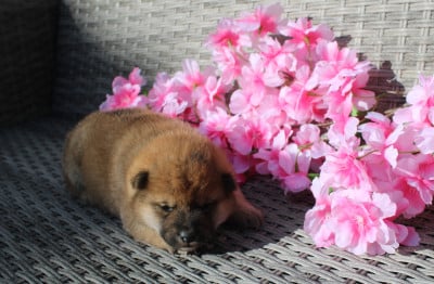 Les chiots de Shiba