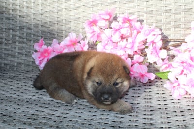 Les chiots de Shiba