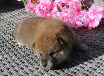 Les chiots de Shiba