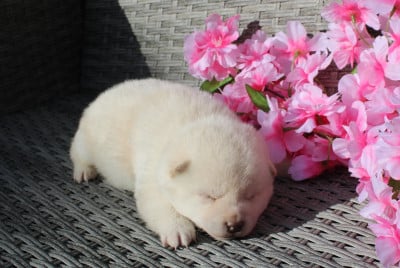 Les chiots de Shiba