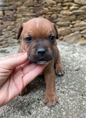 Les chiots de Staffordshire Bull Terrier
