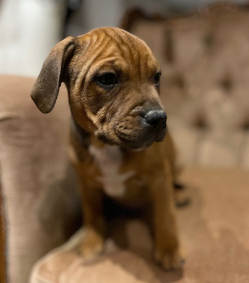 Les chiots de Staffordshire Bull Terrier