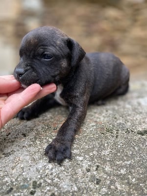 Les chiots de Staffordshire Bull Terrier