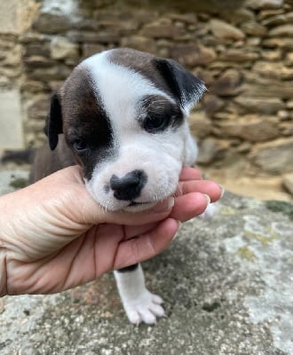 Les chiots de Staffordshire Bull Terrier