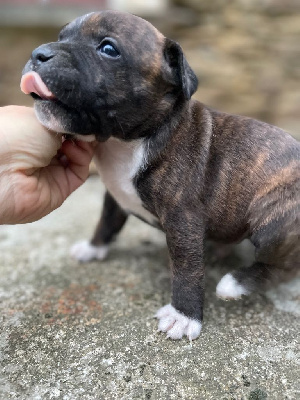 Les chiots de Staffordshire Bull Terrier