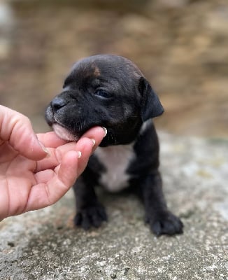Les chiots de Staffordshire Bull Terrier