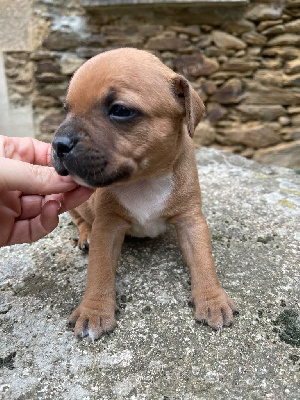 Les chiots de Staffordshire Bull Terrier