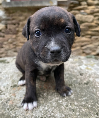 Les chiots de Staffordshire Bull Terrier