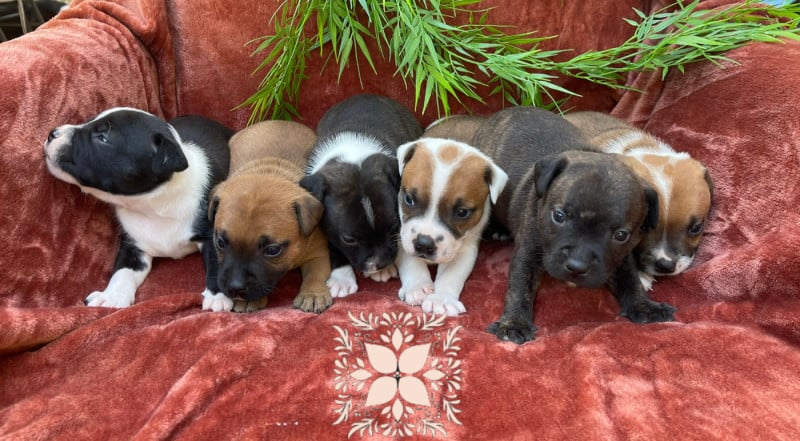 Staffordshire Bull Terrier - Des Terres De Légendes