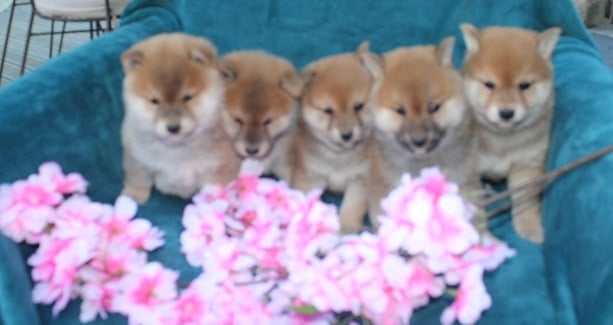 Shiba - Des Terres De Légendes