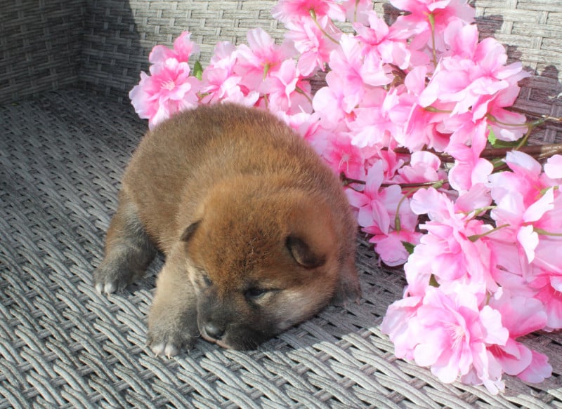 Shiba - Des Terres De Légendes
