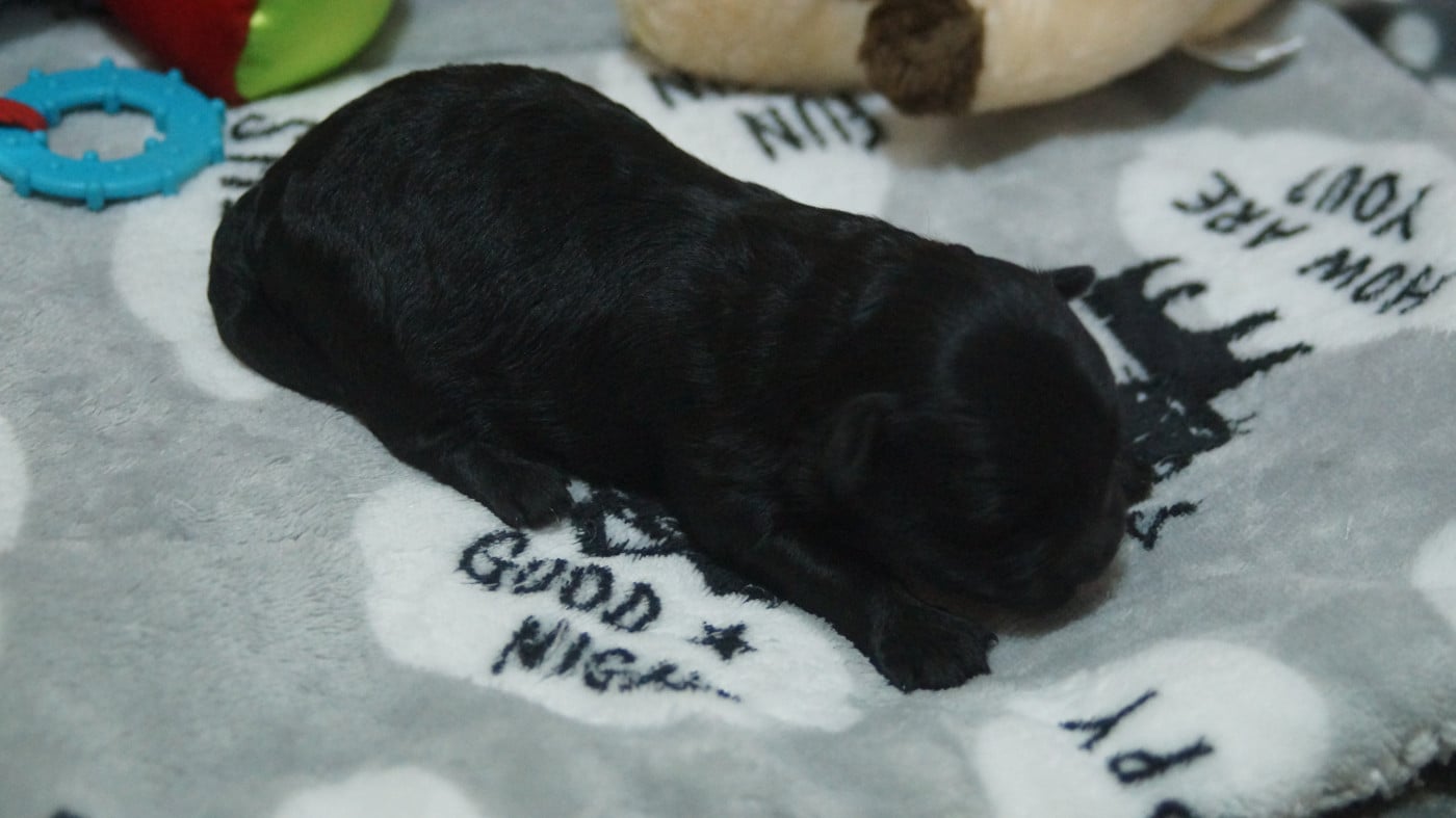 NOIR - Bichon Havanais