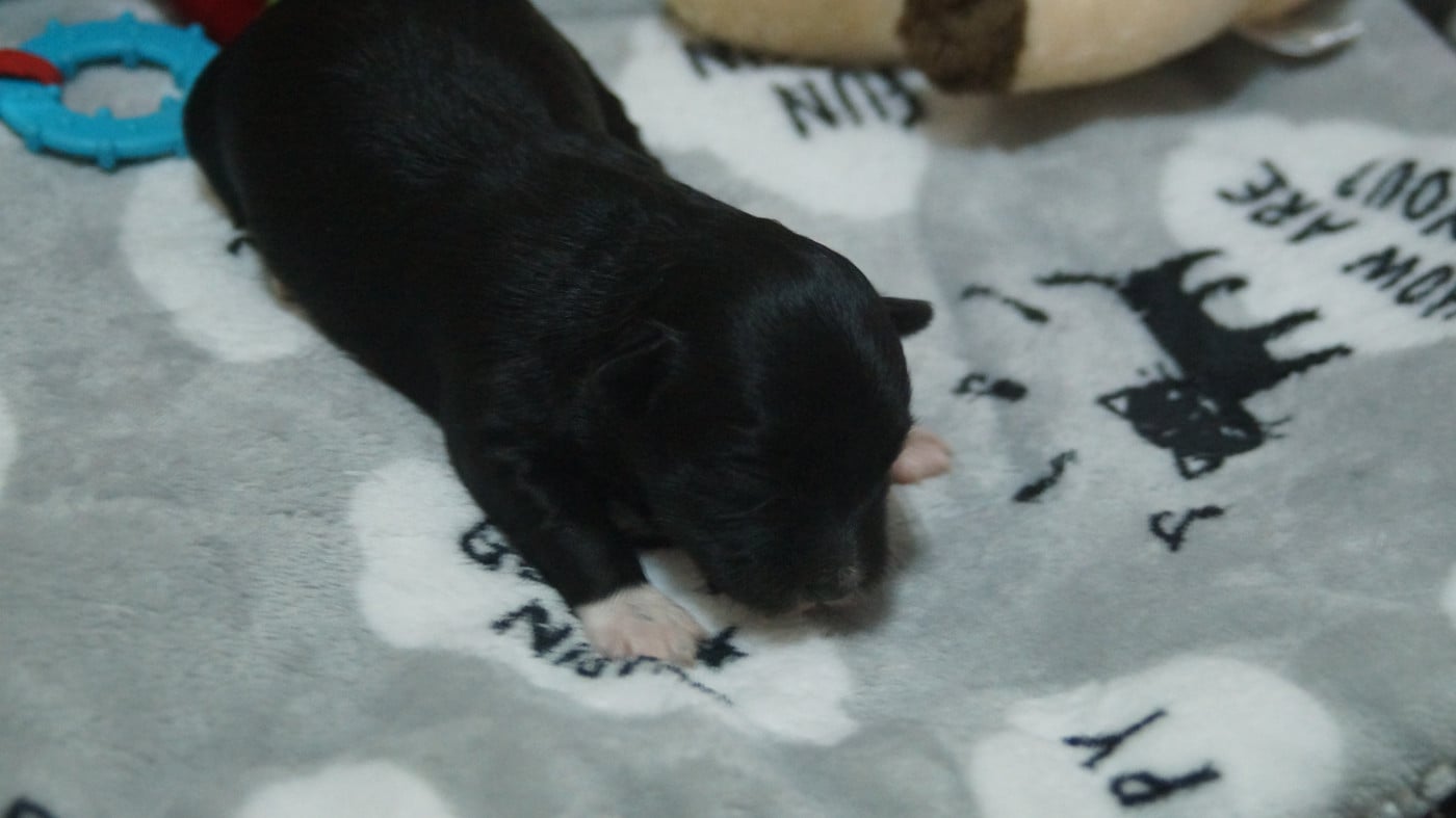 NOIR PATTES BLANCHES - Bichon Havanais