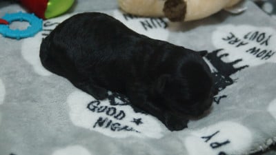 Les chiots de Bichon Havanais