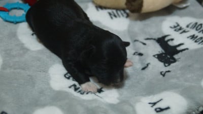 Les chiots de Bichon Havanais