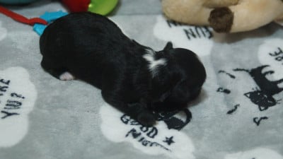 Les chiots de Bichon Havanais