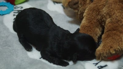 Les chiots de Bichon Havanais