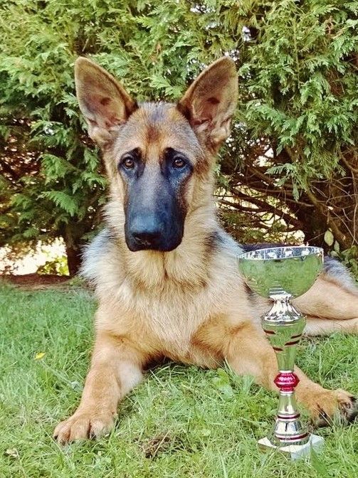 Jealous illyrio wild warrior (Sans Affixe) - 177.10 pts - 4/6 Excellent (A)