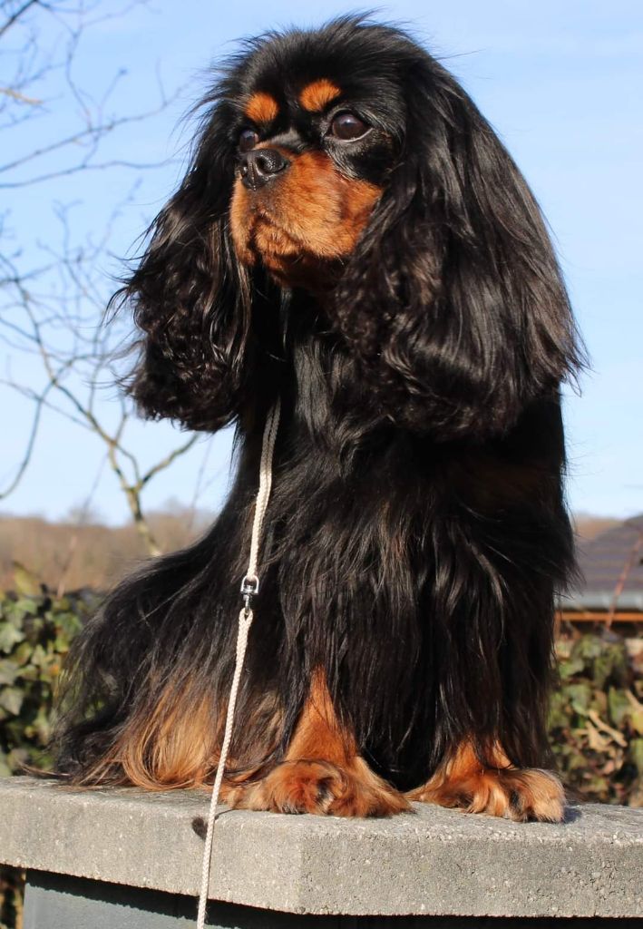CH. Thalia della luna Des Cavaliers Du Grand Est