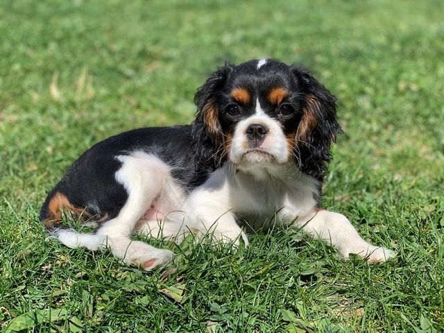 Publication : Du Vallon De Zaltana